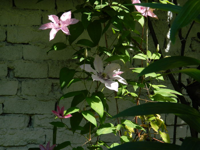 DSCN9799 - 2016 BRUGMANSII_CLEMATITE_HORTENSII