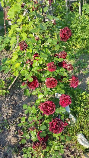 nr 6  dimov urcator parfumat