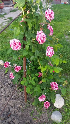 nr 21 dimov urcator parfumat