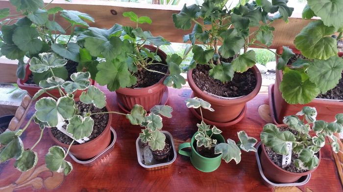 muscate belgieni si polonezi