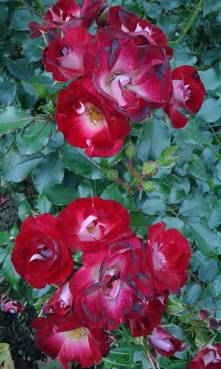 1464016396059376473669