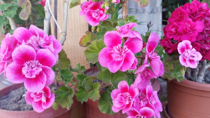 20160522_190641 - muscate 2016
