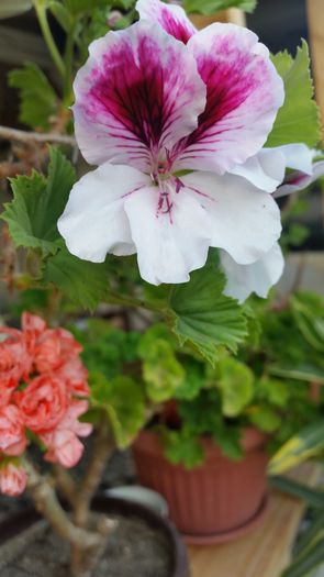 20160522_190549 - muscate 2016