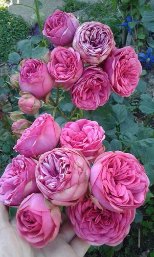 1464016666242310094965