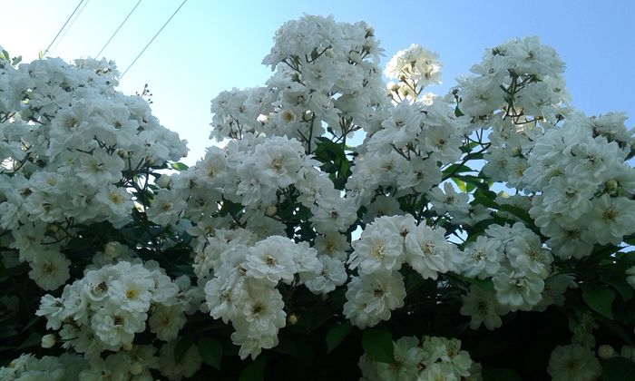 14640168010071226116348