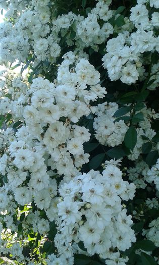 1464016862087-879659378