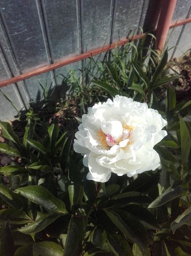 20160523_170436 - bujori 2016