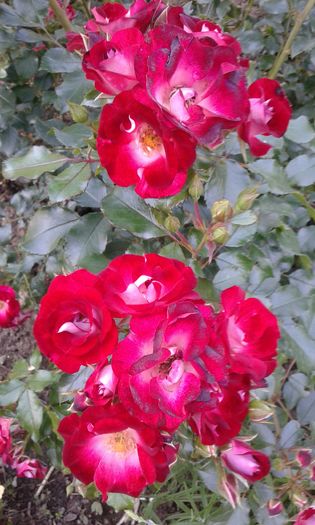 1464017123494-1939939762