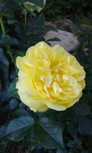 1464017157402-37482305