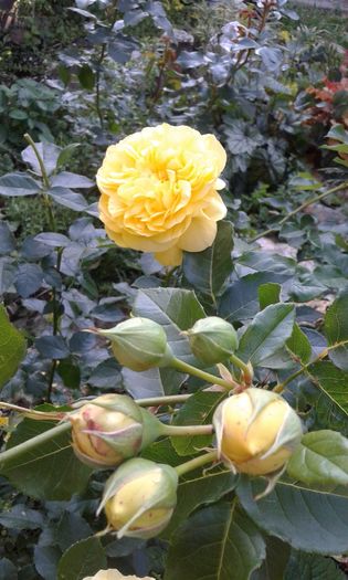 1464017211875663686047