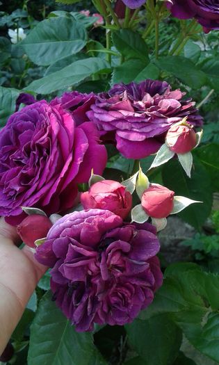 1464017309325-318946137