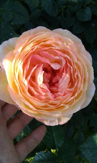 1464017398781-656008068