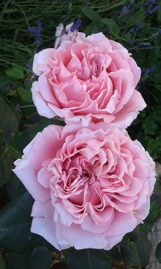 14640175068391756564410