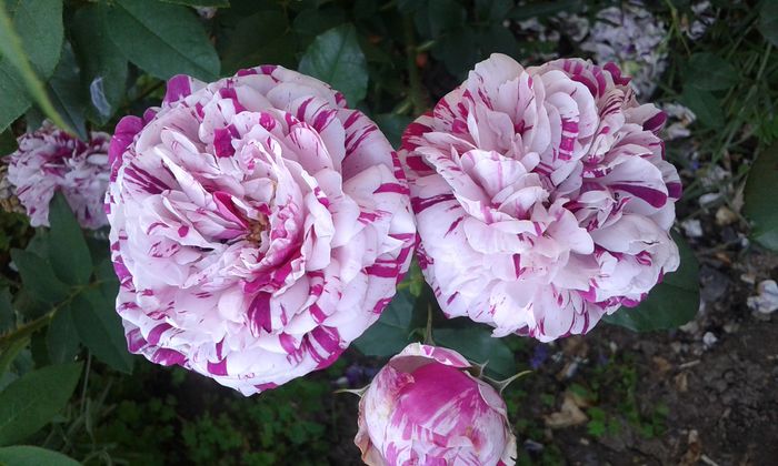 14640175362021521665072