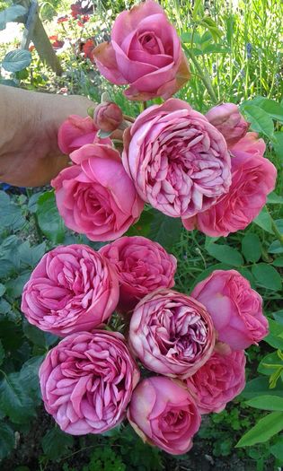 1464017567078-57947005 - TRANDAFIRI 2016 I