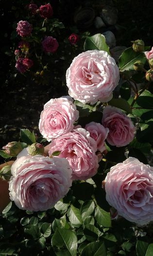 14640176344161713805137 - TRANDAFIRI 2016 I