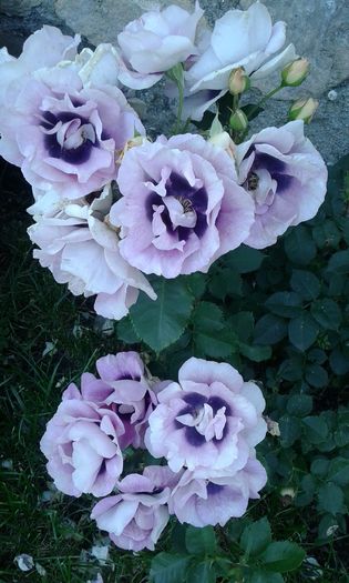 1464017786605-1897260606 - TRANDAFIRI 2016 I