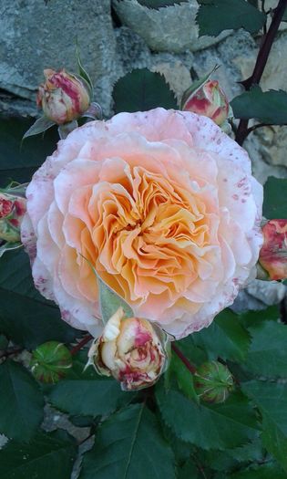 Jef l'artist - TRANDAFIRI 2016 I