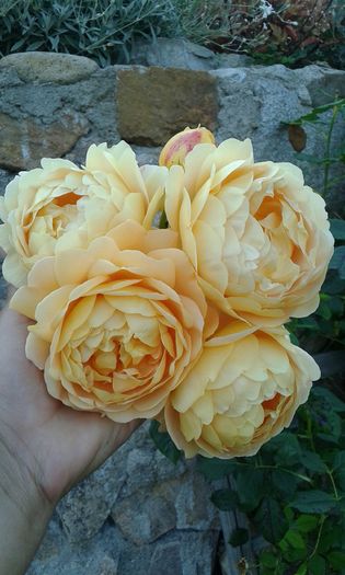 1464018084428-1114737769 - TRANDAFIRI 2016 I