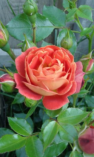 1464018207088357403622 - TRANDAFIRI 2016 I