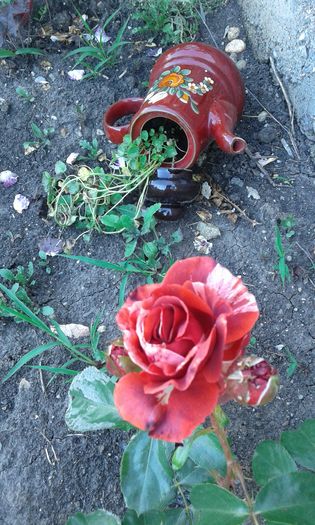 14640183300301470086962 - TRANDAFIRI 2016 I