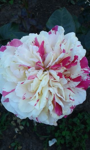 1464018651653-24559959 - TRANDAFIRI 2016 I