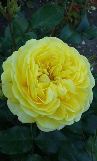 14640187393891514018838 - TRANDAFIRI 2016 I