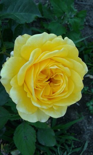 1464018784539-1574814435 - TRANDAFIRI 2016 I