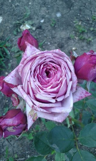 1464018846543189649497 - TRANDAFIRI 2016 I