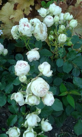 1464018977776-1598717865 - TRANDAFIRI 2016 I