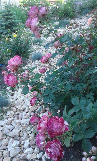 1464019128279-1122204620 - TRANDAFIRI 2016 I