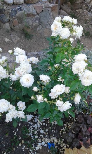 1464019194922-267578608 - TRANDAFIRI 2016 I