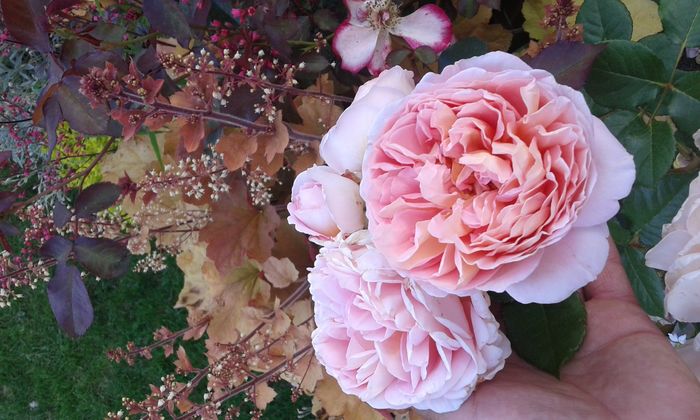 1464019240316216471718 - TRANDAFIRI 2016 I