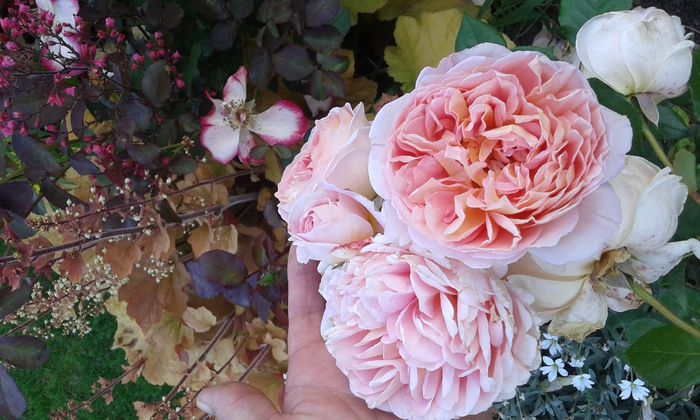 1464019280125405863529 - TRANDAFIRI 2016 I