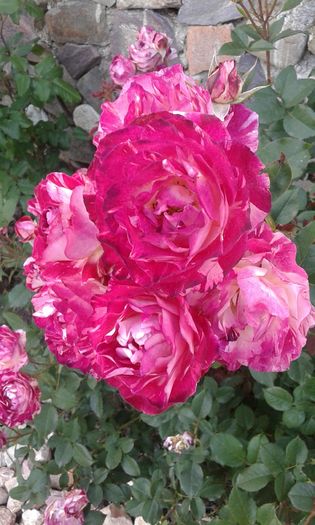 14640193348511913796011 - TRANDAFIRI 2016 I