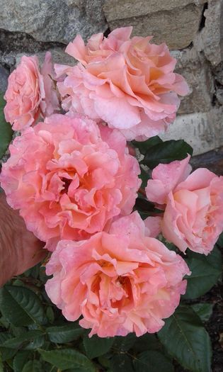 1464019370717717422389 - TRANDAFIRI 2016 I