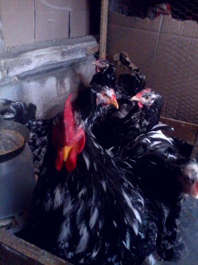 Cochinchina bobat - 2016vand oua pentru incubat