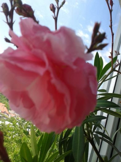 20160523_125151 - E VARA PE CARAREA MEA