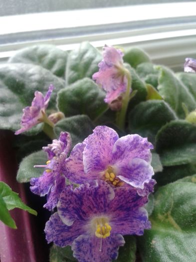 20160523_073512 - VIOLETE 2016