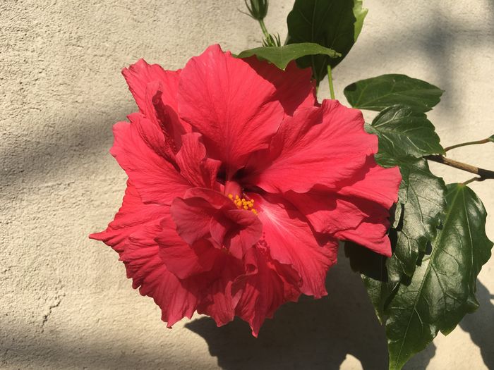image - Florile mamei 2016