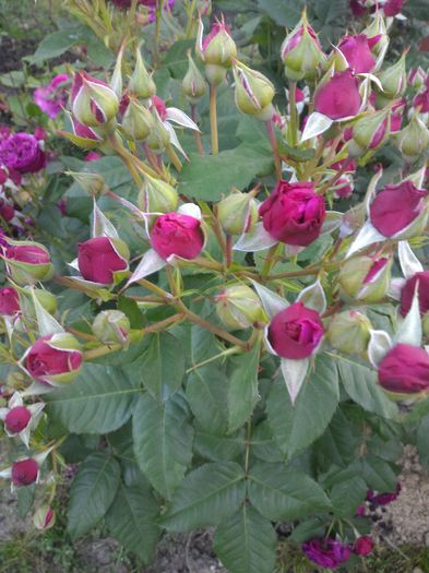 P_20160523_202125_1_p