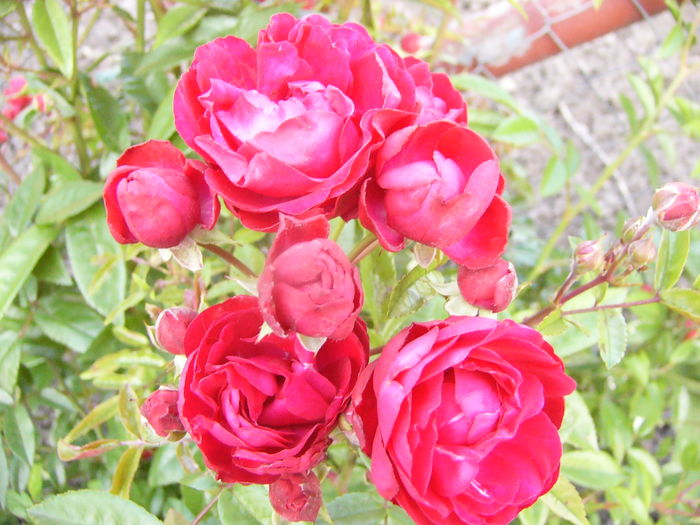 Rosa Morsdag rosu - ANUL 2016 FLORI IV