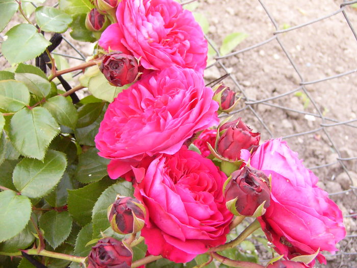 Rosa red Leonardo da Vinci