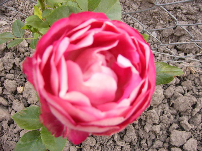 Rosa Acropolis