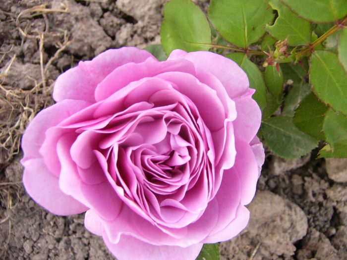 Rosa Lavender Ice
