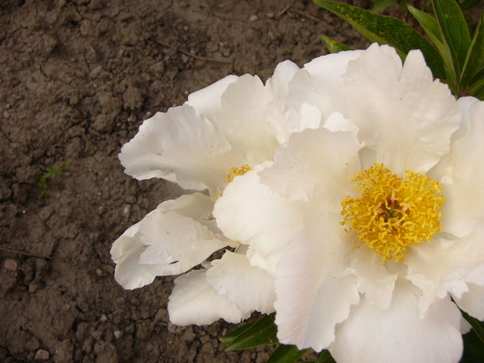 Paeonia Krinkled White