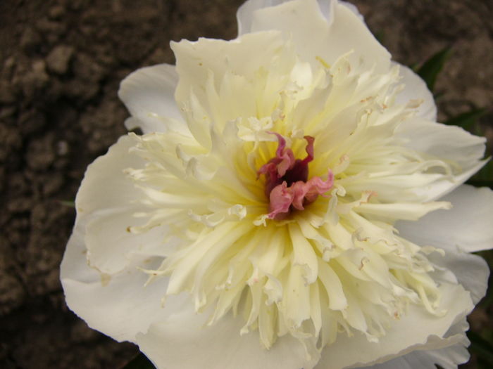 Paeonia Gertrude Allen - ANUL 2016 FLORI V