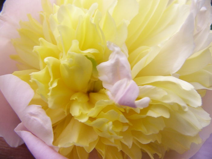 Paeonia Laura Desert