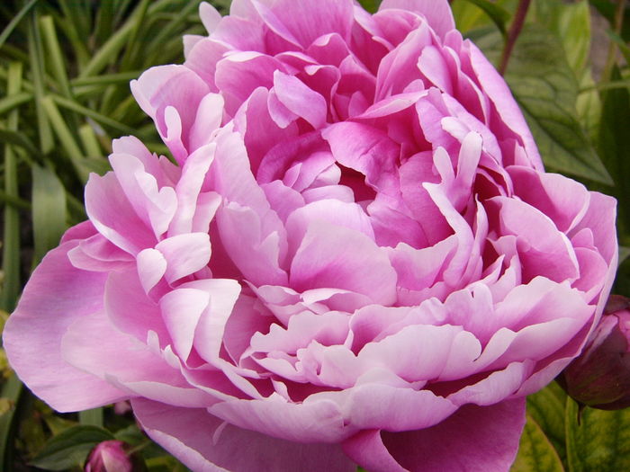 Paeonia Jadwiga