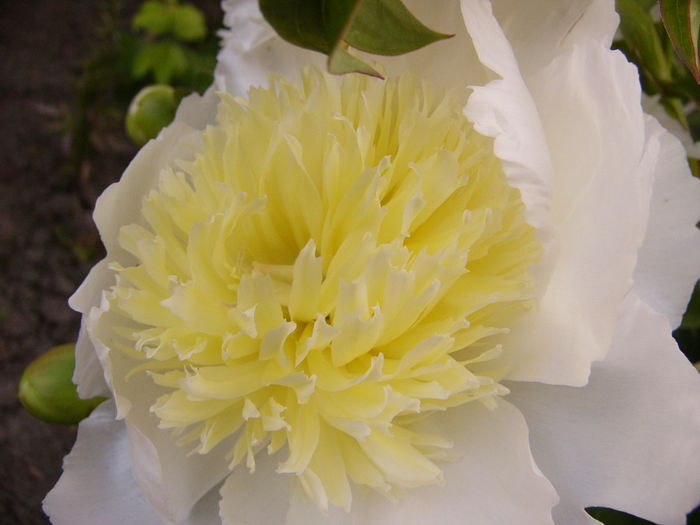 Paeonia Honey Gold